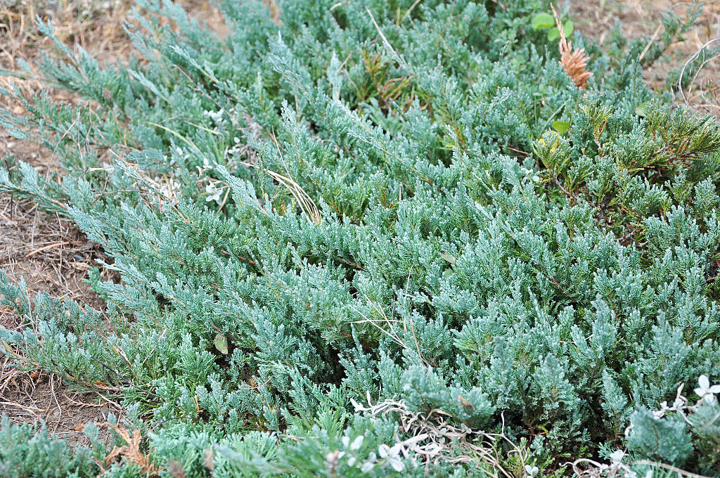 Juniperus_horizontalis close